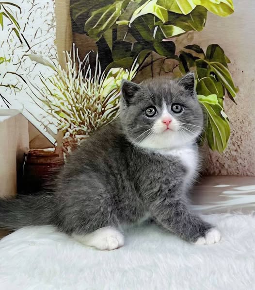 British Shorthair