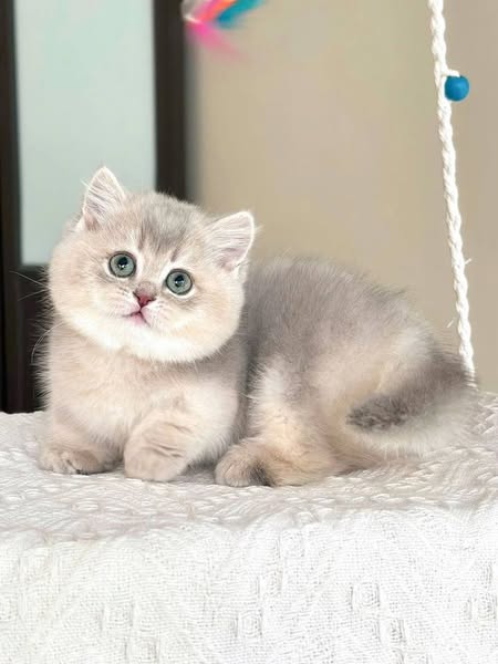 Munchkin