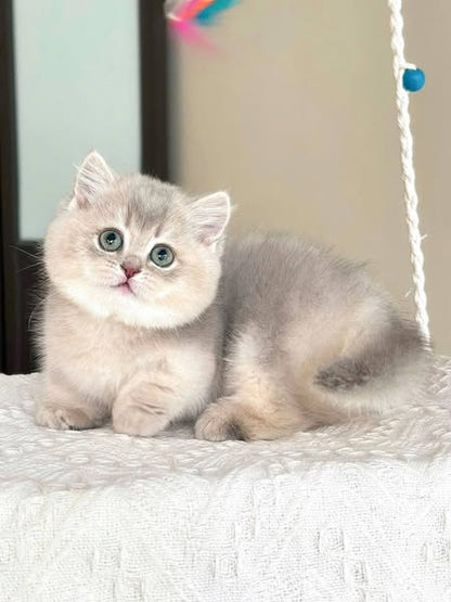 Munchkin