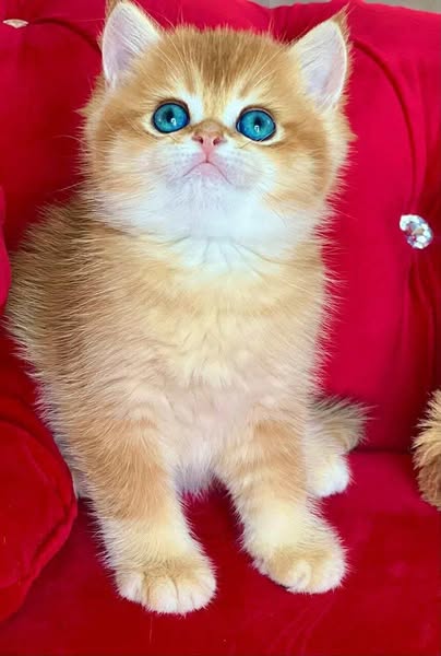 British Shorthair