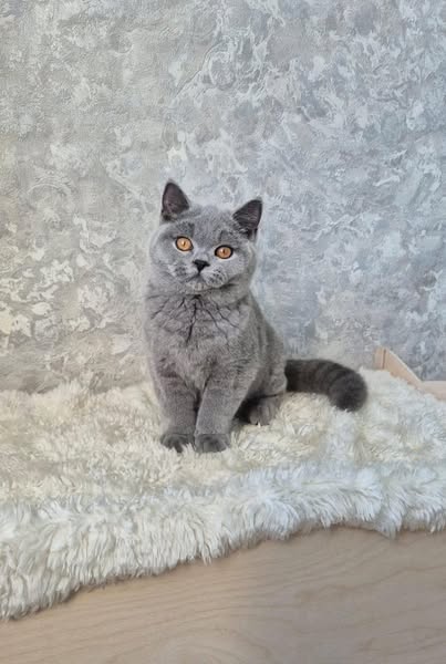 British Shorthair