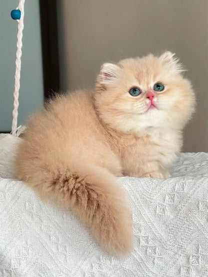 Munchkin Longhair