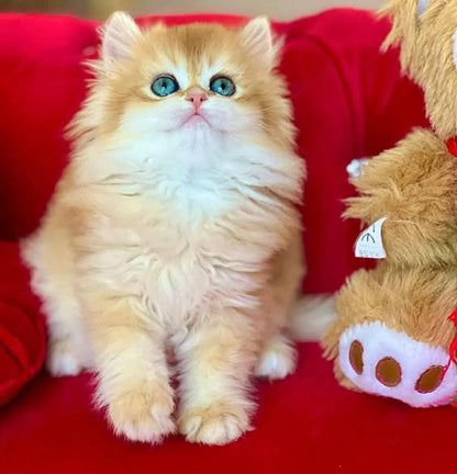 British Longhair