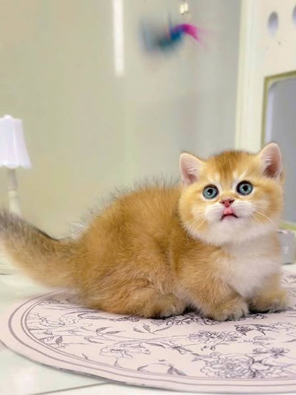 Munchkin