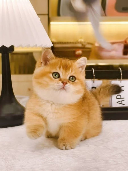 Munchkin