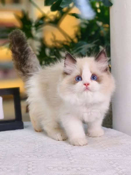 Ragdoll