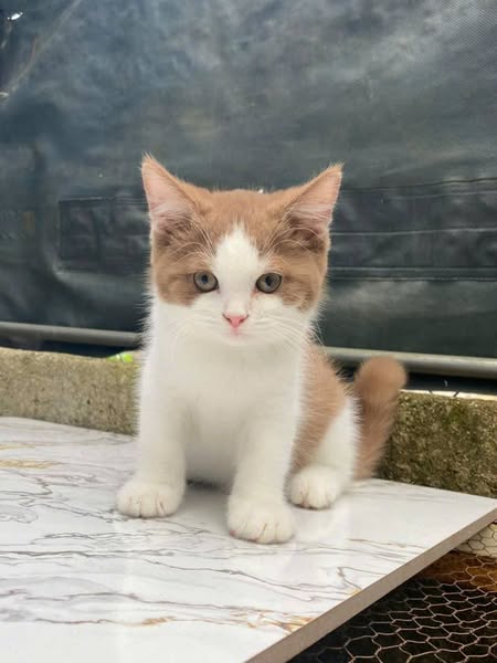 British Shorthair