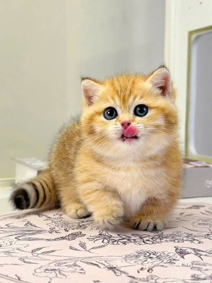 Munchkin