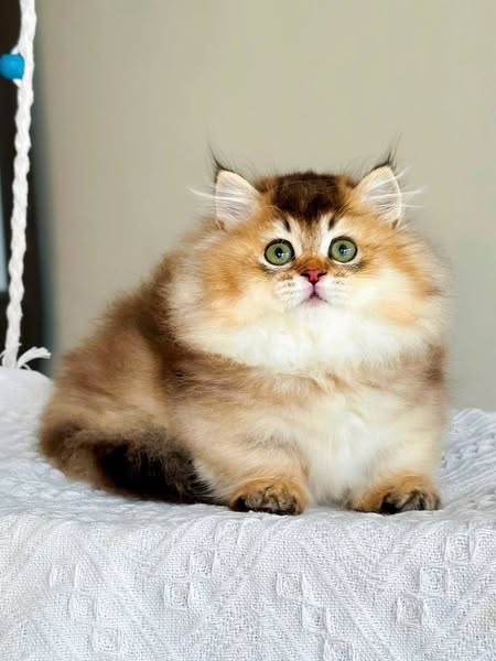 Munchkin Longhair