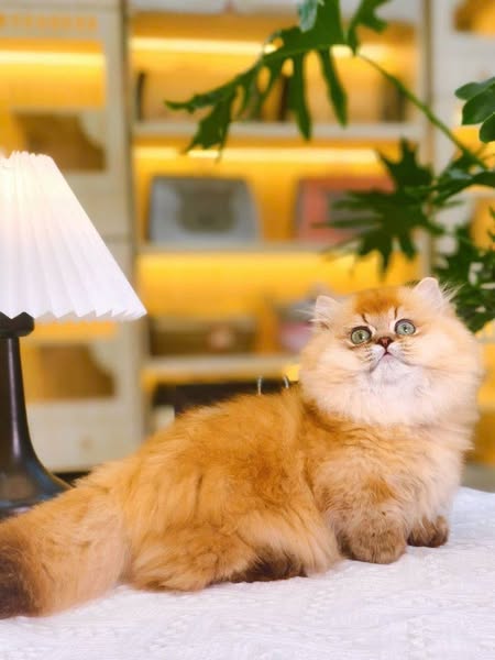 Munchkin Longhair