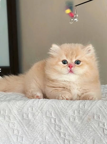 Munchkin Longhair
