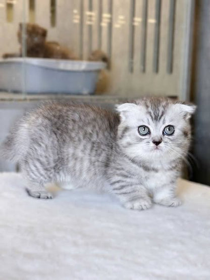 Munchkin Fold