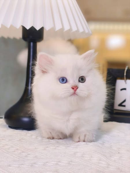 Munchkin Longhair