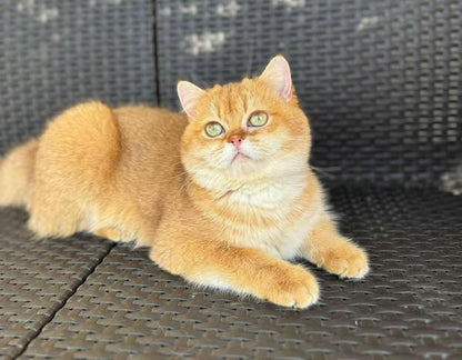 British Shorthair