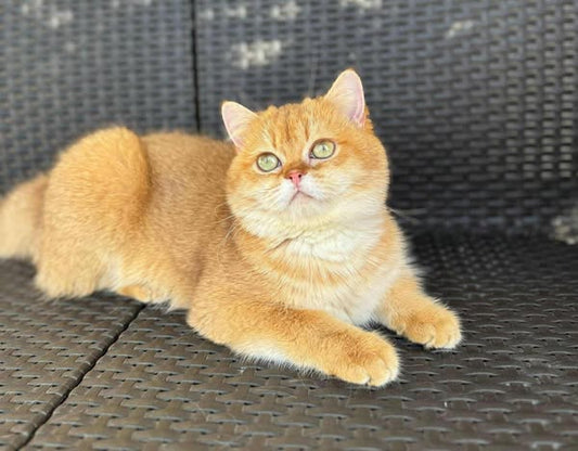 British Shorthair