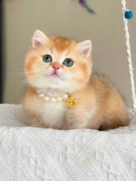 Munchkin