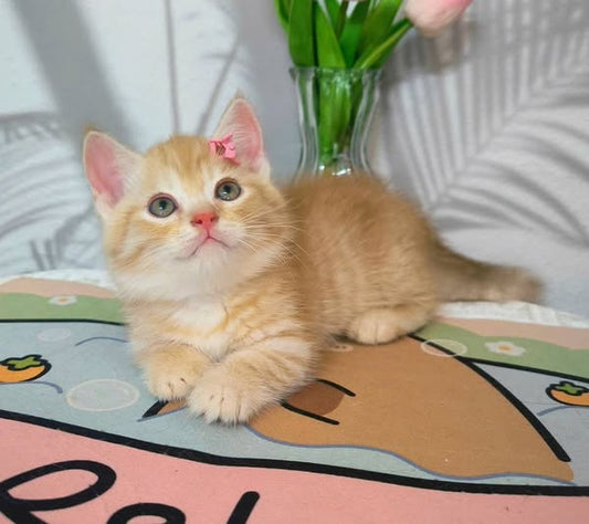 Munchkin