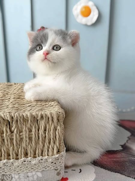 Scottish Fold