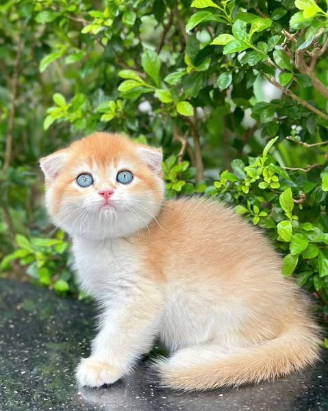 Scottish Fold