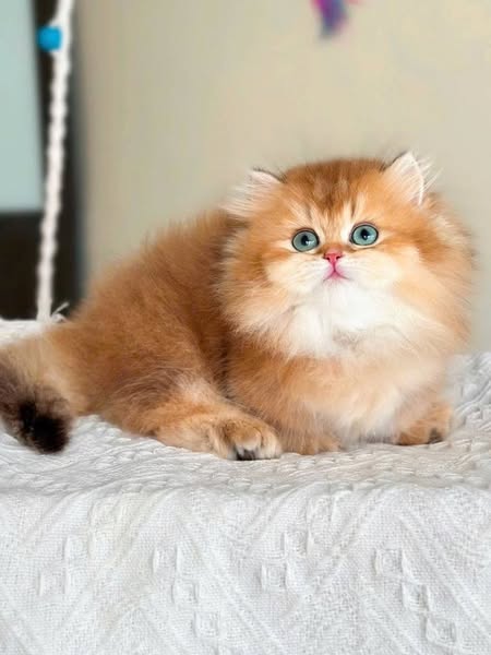Munchkin Longhair