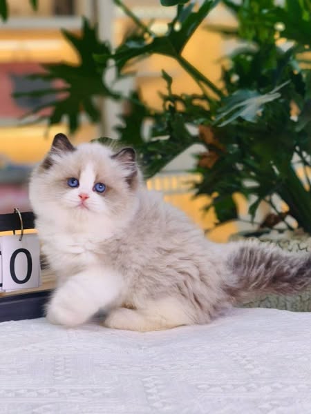 Ragdoll