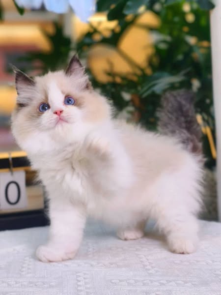 Ragdoll
