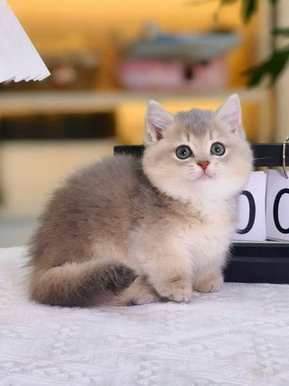 Munchkin