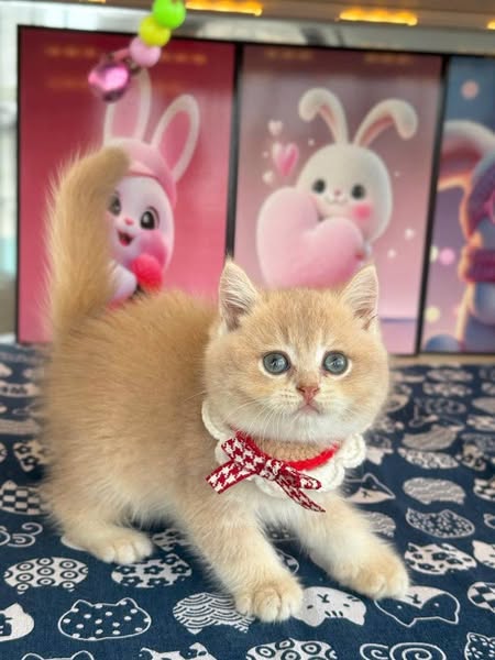 British Shorthair