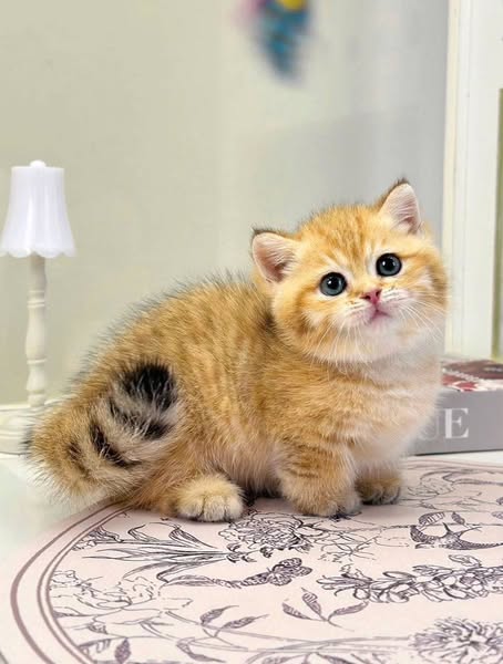 Munchkin