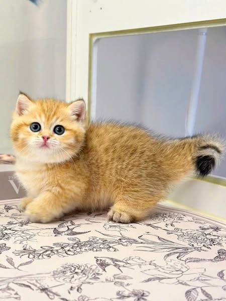 Munchkin