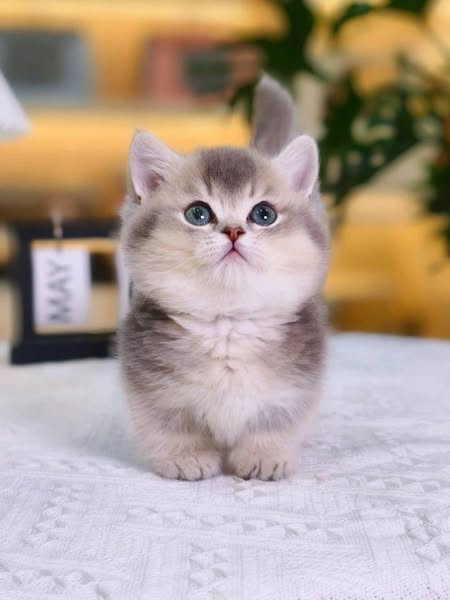 Munchkin