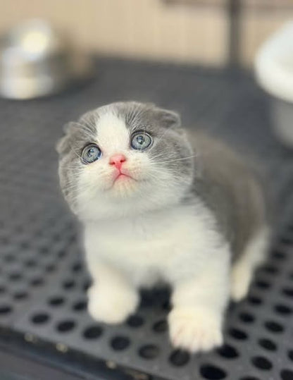 Munchkin Fold