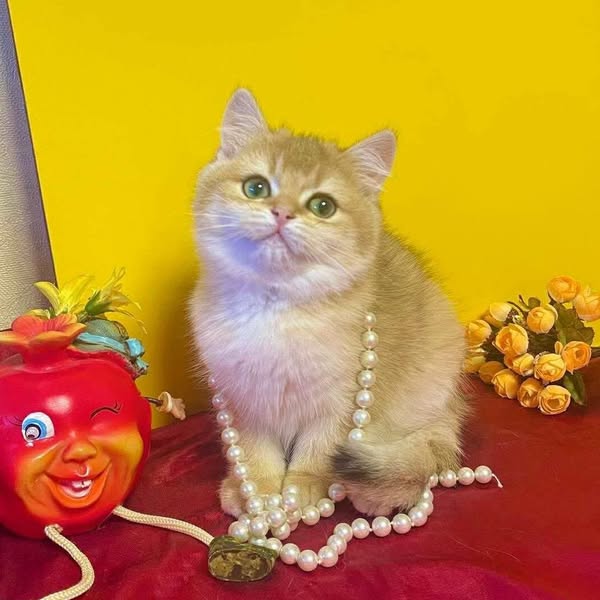 British Shorthair