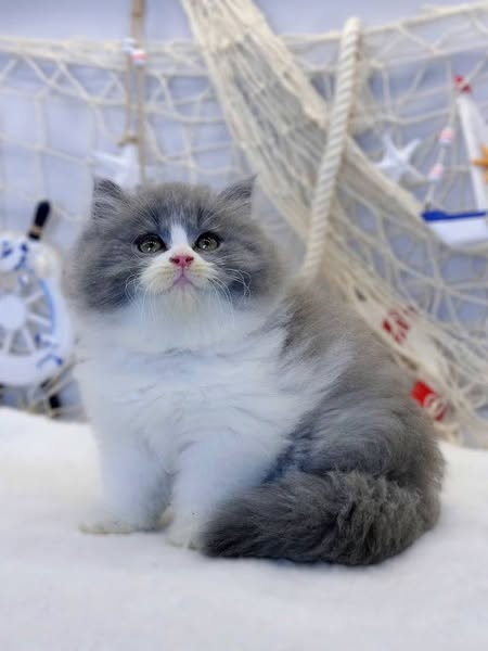 British Longhair