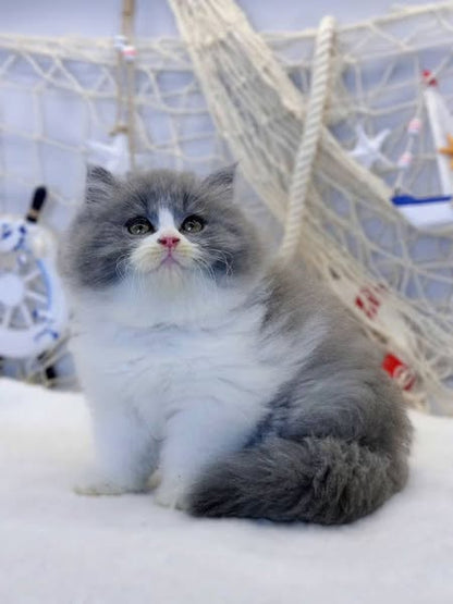 British Longhair