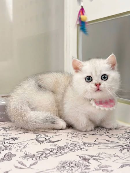 Munchkin