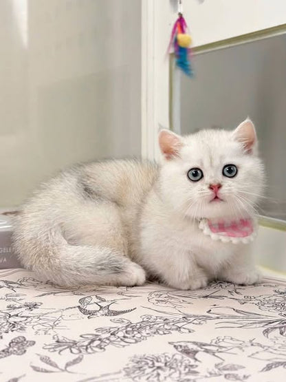 Munchkin