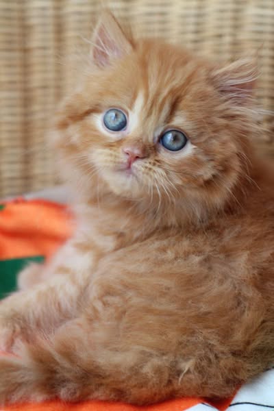 British Longhair