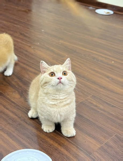 Munchkin