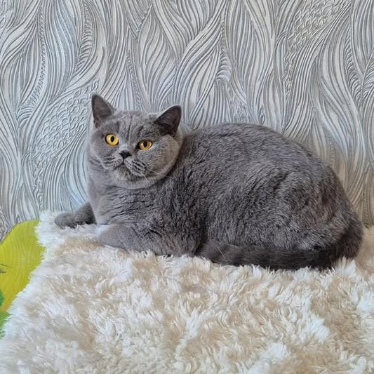 British Shorthair