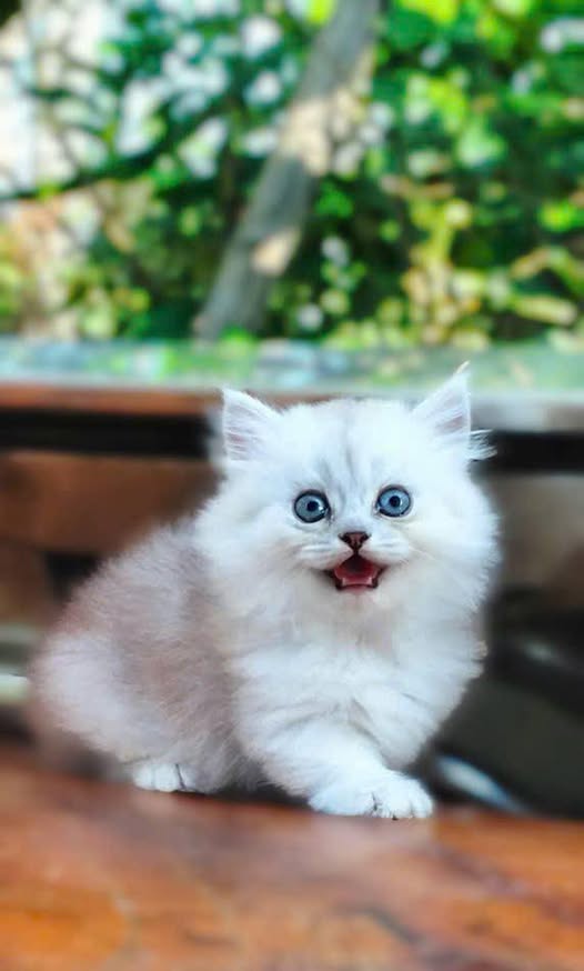 Munchkin Longhair