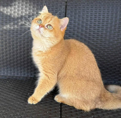 British Shorthair