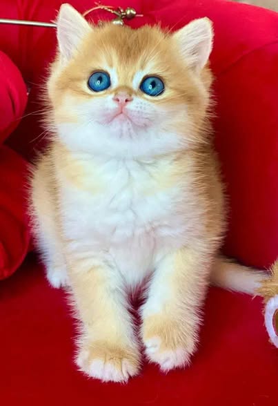 British Shorthair