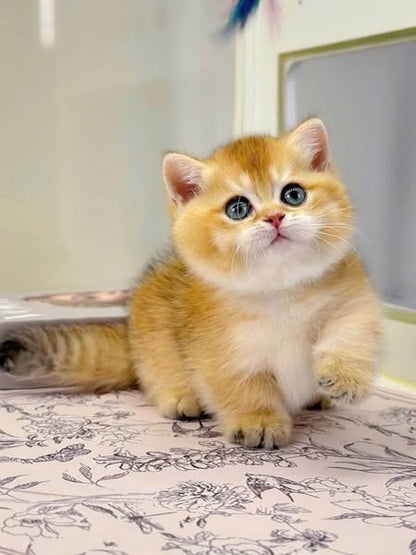 Munchkin