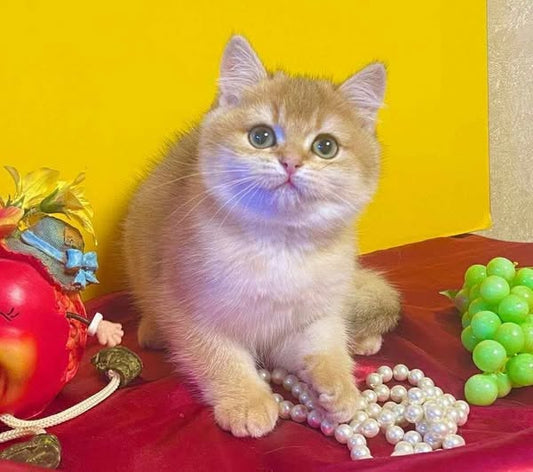 British Shorthair