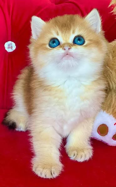 British Shorthair