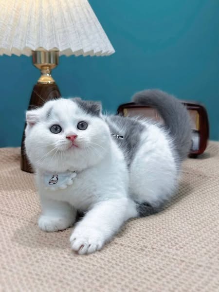 Scottish Fold