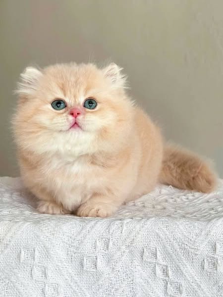 Munchkin Longhair