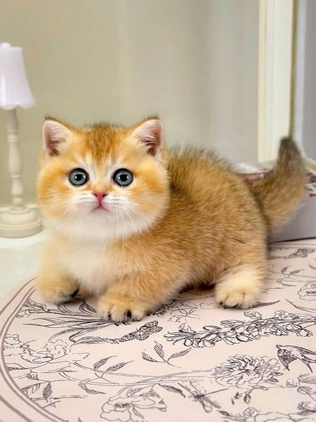 Munchkin