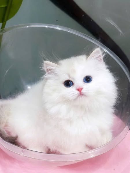 Munchkin Ragdoll